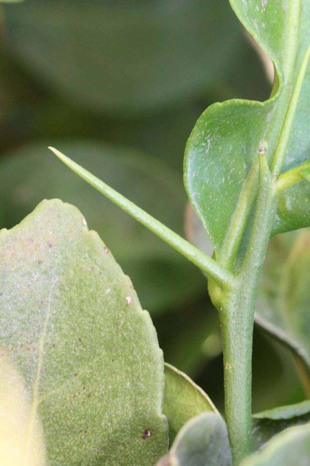              First year twig (Riverside, CA)       